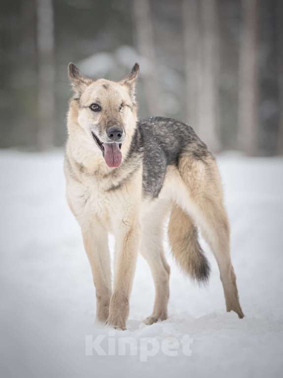 Собаки в Клине: Грей — статный пёс с нордическим характером Мальчик, Бесплатно - фото 5