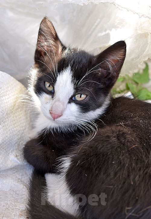 Кошки в Санкт-Петербурге: Ласковые, трогательные котята мальчики и девочки ищут дом Мальчик, 10 руб. - фото 5