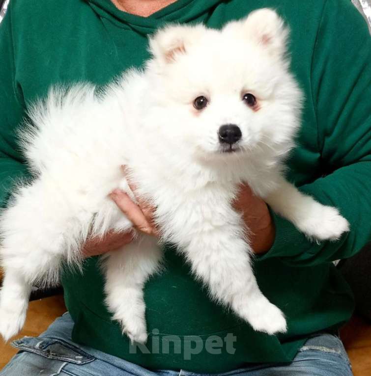 Собаки в Челябинске: Очаровательные щенки японского шпица Мальчик, 80 000 руб. - фото 9