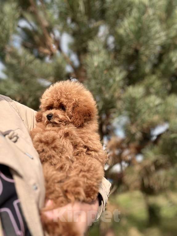Собаки в других городах Владимирской области: Пудель той Мальчик, 150 000 руб. - фото 1