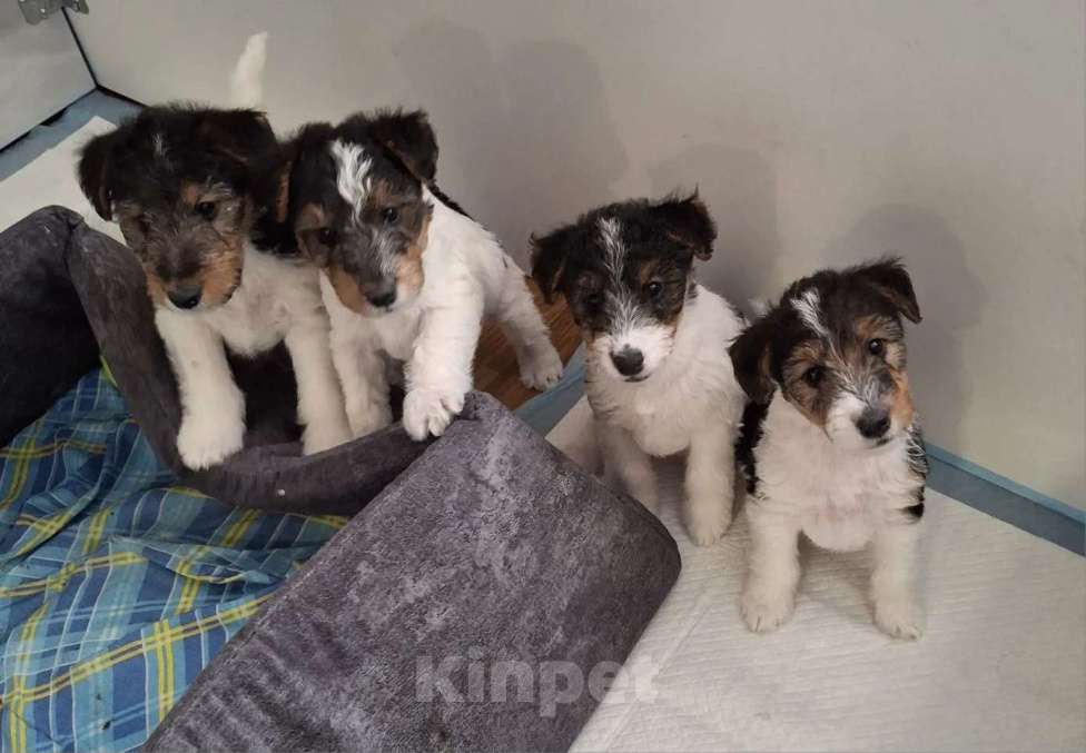 Собаки в Благовещенске: Жескошерстный фокстерьер  Девочка, 35 000 руб. - фото 1