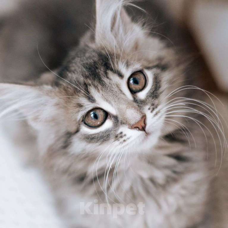 Кошки в Москве: Пушистая Алиса в добрые руки Девочка, Бесплатно - фото 3