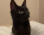 Кошки в Москве: Черная молодая кошка Ночка в добрые руки Девочка, 10 руб. - фото 3