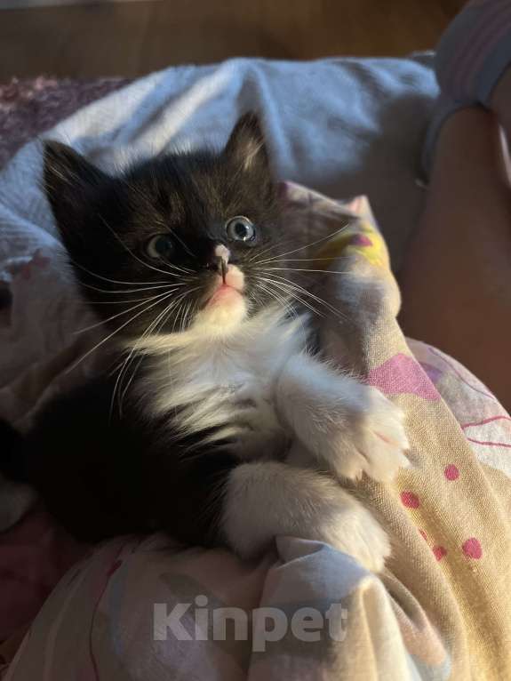 Кошки в Реутове: Мальчик с разноцветным носиком Мальчик, 1 000 руб. - фото 5