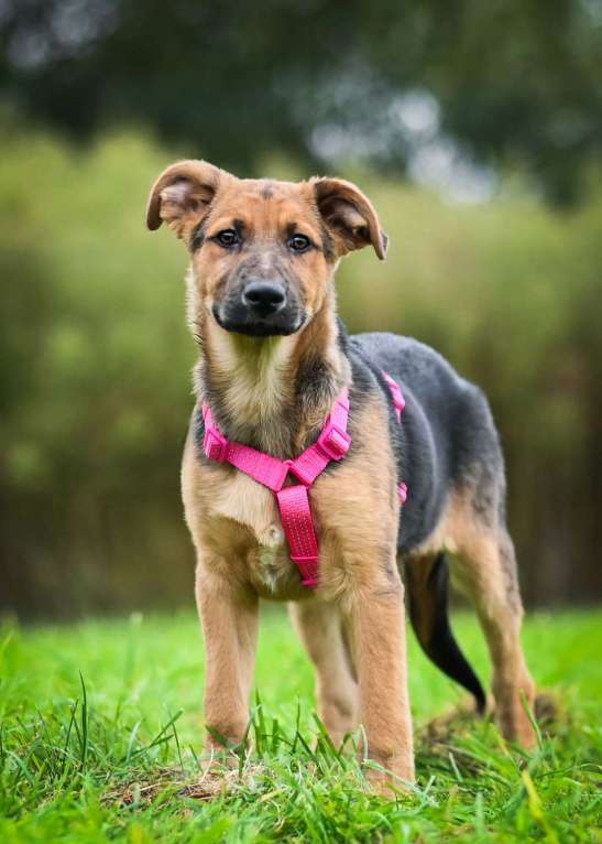 Собаки в других городах Московской области: Тот, кто украдет Ваше сердце:) Мальчик, Бесплатно - фото 5