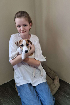 Джек-рассел терьер