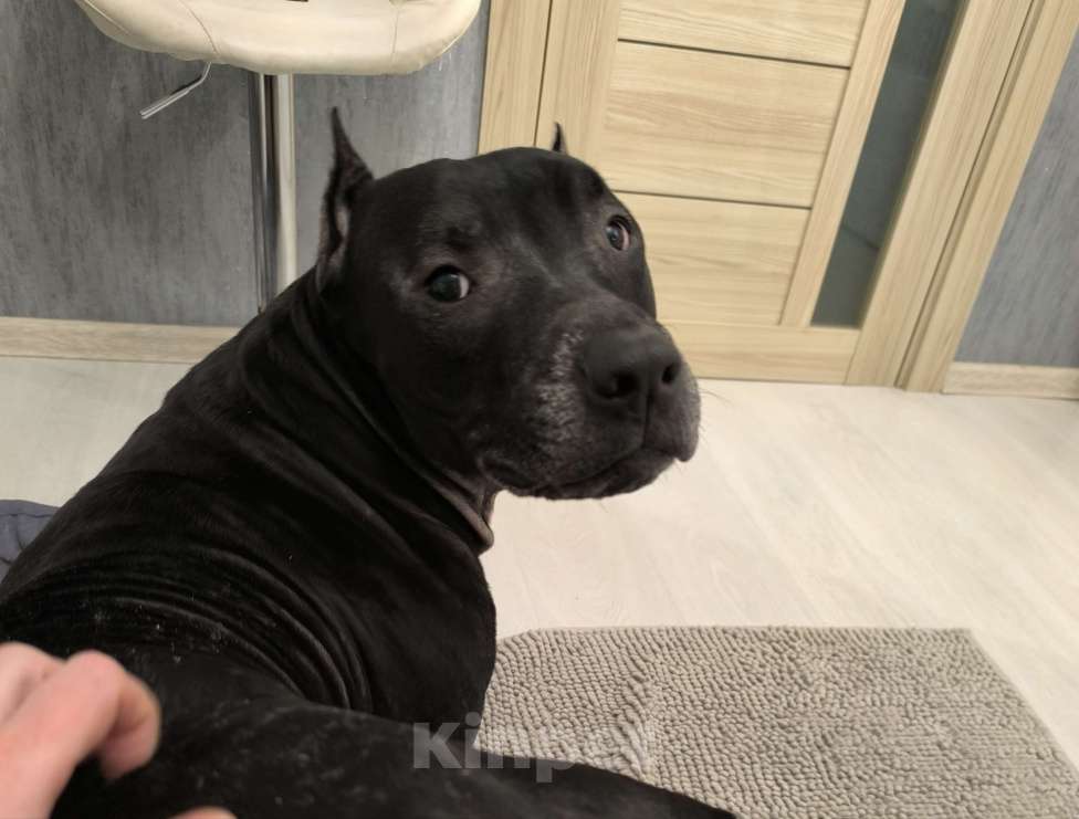 Собаки в Санкт-Петербурге: Питбуль Гром ищет дом! Мальчик, Бесплатно - фото 9