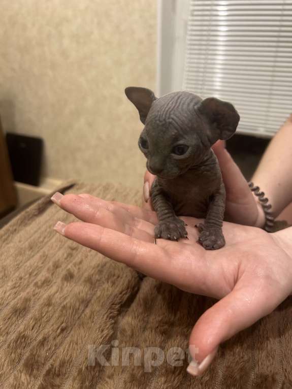 Кошки в Москве: Розовая Девочка, 20 000 руб. - фото 4