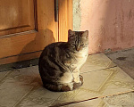 Кошки в Усолье: Кошки, 1 руб. - фото 1