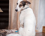 Собаки в Москве: Бонд — метис лабрадора и пойнтера в дар Мальчик, Бесплатно - фото 3