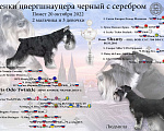 Собаки в Москве: Щенки черный с серебром бронирование, 50 000 руб. - фото 4