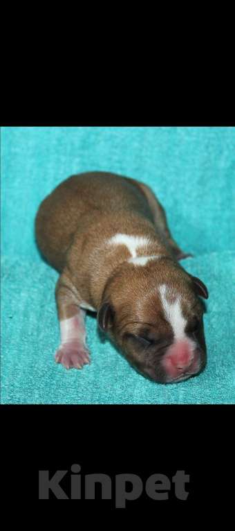 Собаки в Воронеже: Щенки АСТ  Девочка, 10 000 руб. - фото 3