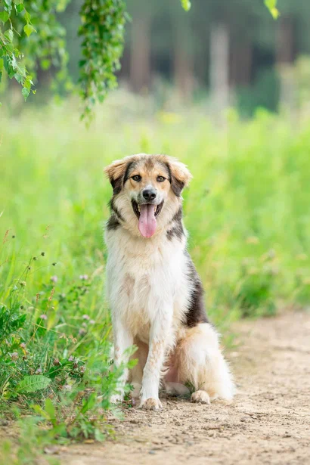 Собаки в Москве: Умные и позитивные пёсики (11 мес.) срочно ищут дом. Мальчик, Бесплатно - фото 4