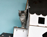 Кошки в Москве: Сибирские котята Девочка, Бесплатно - фото 5