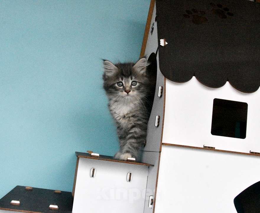 Кошки в Москве: Сибирские котята Девочка, Бесплатно - фото 5