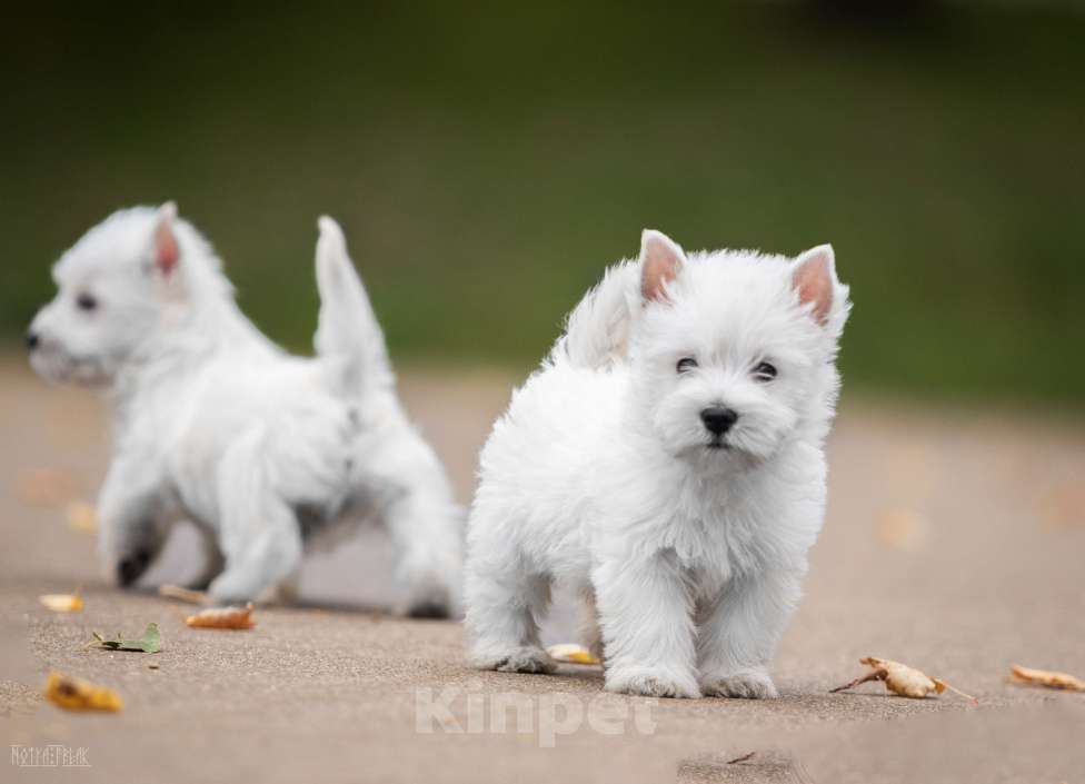 Собаки в Москве: Вест хайленд уайт терьер, щенок Мальчик, Бесплатно - фото 5
