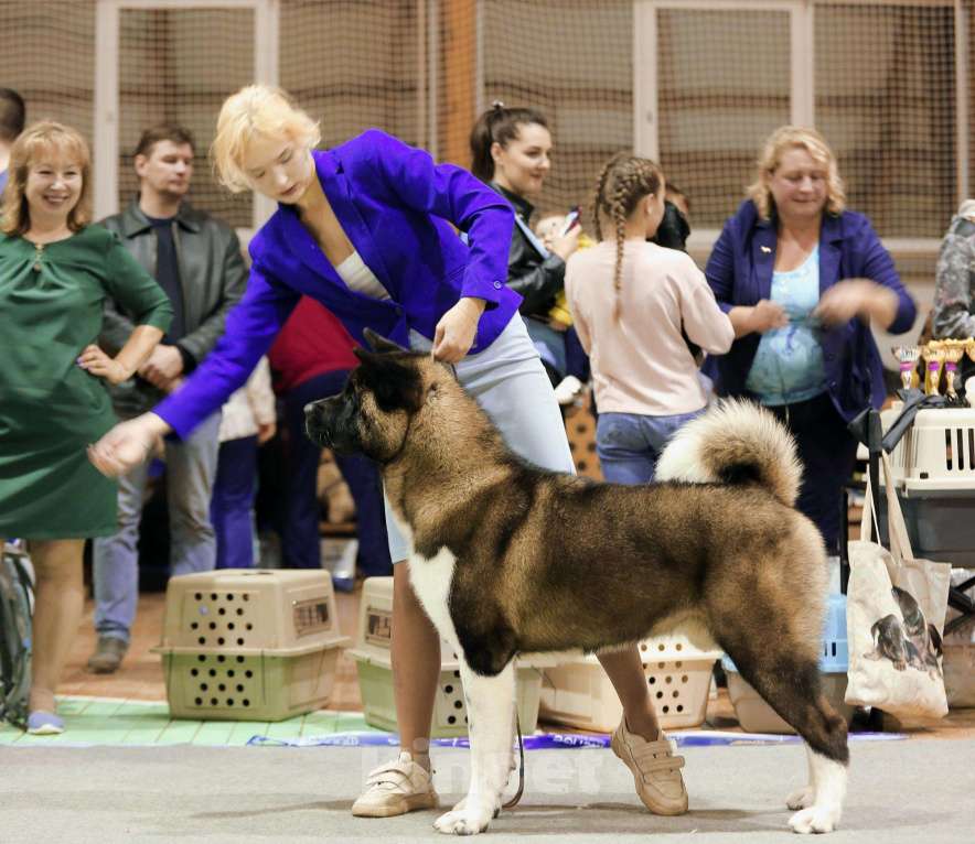 Собаки в Ярославле: Кобель американской акиты для вязки Мальчик, 35 000 руб. - фото 1