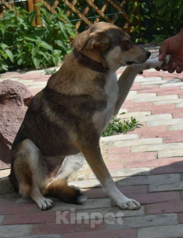 Собаки в Москве: Чара — умница, красавица и просто очаровательная девочка Девочка, 1 руб. - фото 4