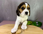 Собаки в Ступино: Элитный щенок Бигль (Годсенд VIP) Девочка, 55 000 руб. - фото 4