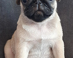 Собаки в Челябинске: Щенок мопса Мальчик, 50 000 руб. - фото 2