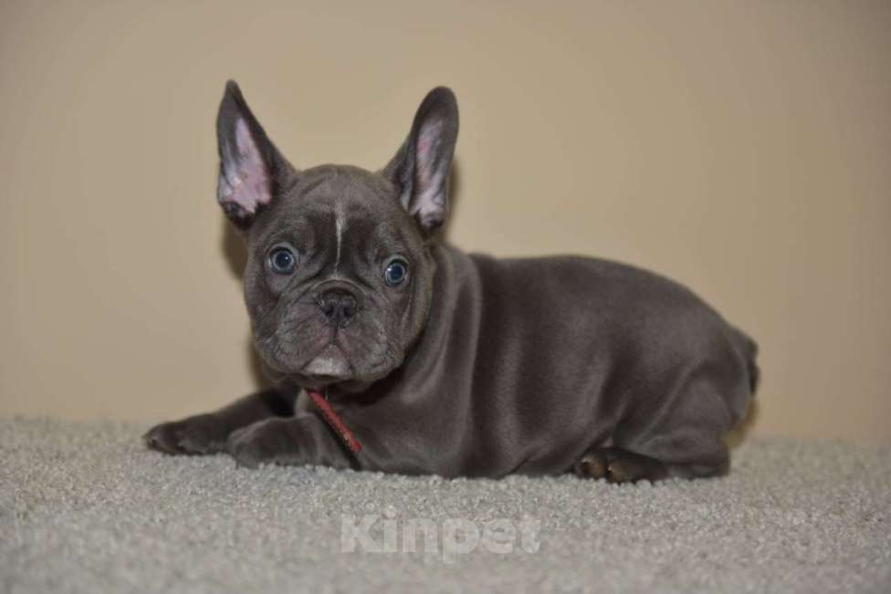 Собаки в Москве: Девочка голубая Девочка, 75 000 руб. - фото 7