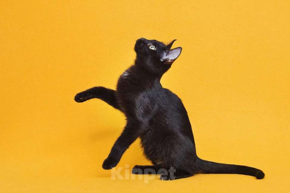 Кошки в Москве: Котенок Ося ищет дом Мальчик, Бесплатно - фото 6