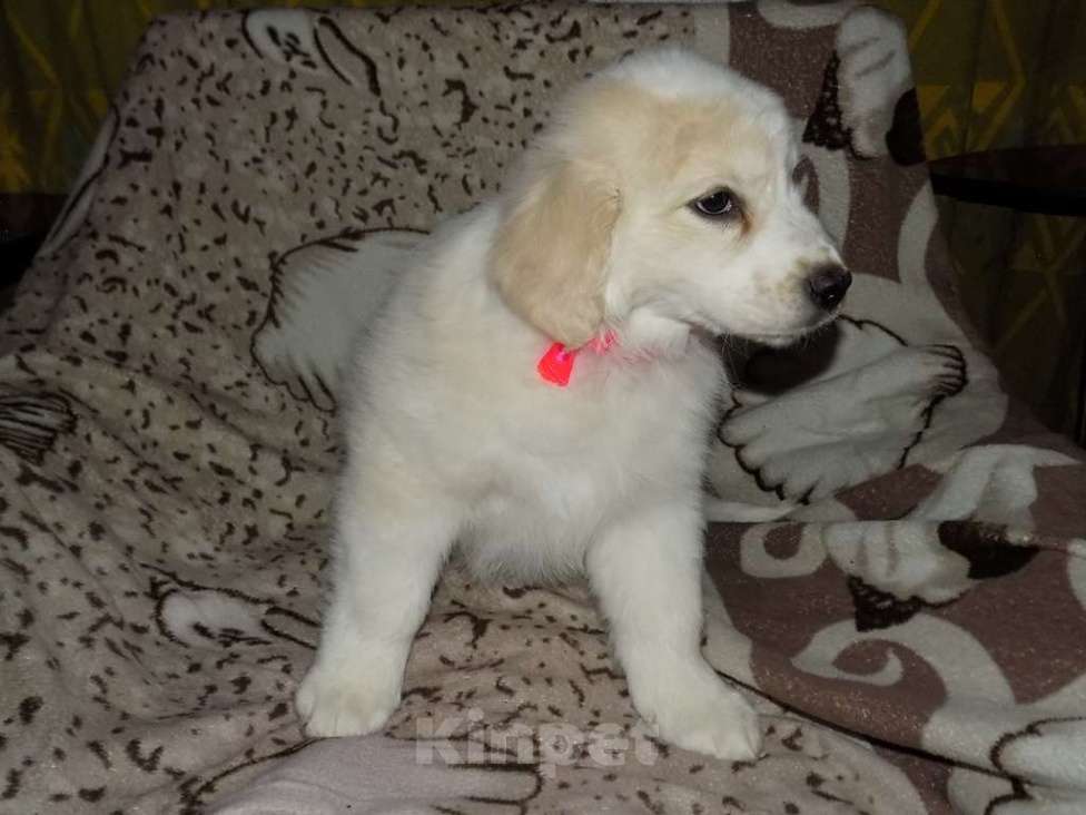Собаки в Москве: Золотистый ретривер, mix девочка Девочка, 15 000 руб. - фото 4