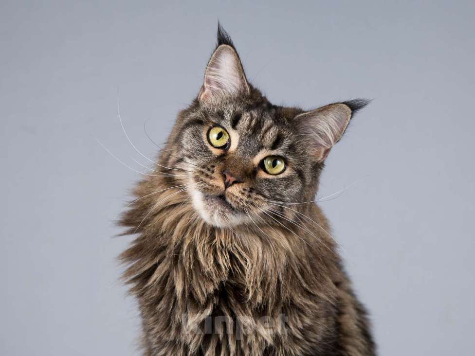 Кошки в Москве: Роскошная кошка мейнкун Мурлыка в добрые руки Девочка, Бесплатно - фото 4