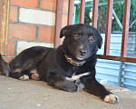 Собаки в Краснодаре: СЛАВНЫЙ КАРАЧАЙ Мальчик, Бесплатно - фото 4
