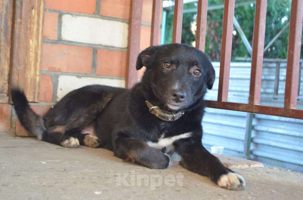 Собаки в Краснодаре: СЛАВНЫЙ КАРАЧАЙ Мальчик, Бесплатно - фото 4