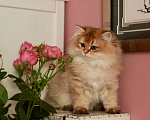 Кошки в Москве: Прекрасный длинношерстный парень Мальчик, 50 000 руб. - фото 1