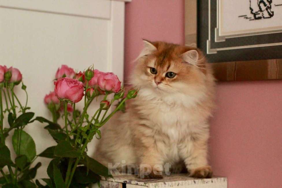 Кошки в Москве: Прекрасный длинношерстный парень Мальчик, 50 000 руб. - фото 1