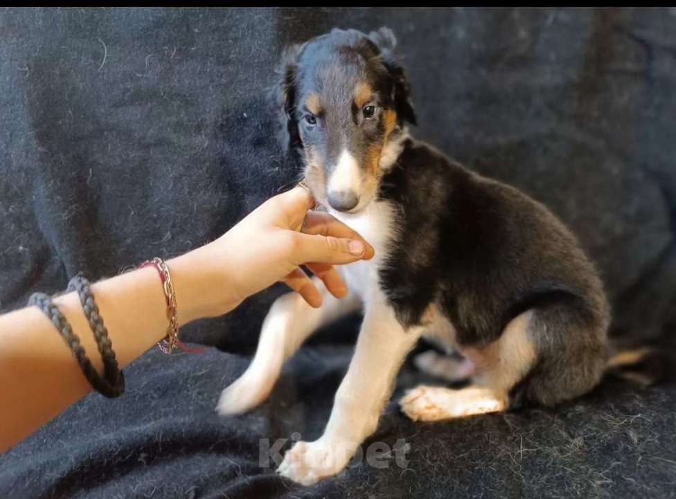 Собаки в Лобне: Светлолесье Рассветный Всадник Мальчик, 60 000 руб. - фото 2