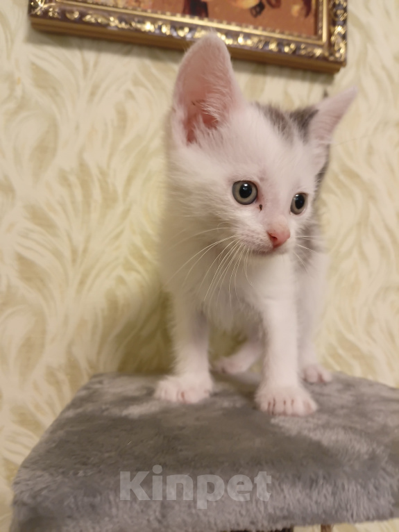 Кошки в других городах Московской области: Малыш ждет Вас 💔 Мальчик, Бесплатно - фото 5