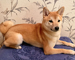 Собаки в Казани: Подрощенный  щенок Сиба Ину  Девочка, 30 000 руб. - фото 3
