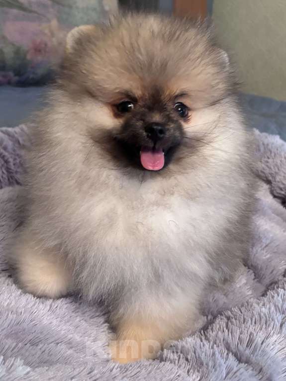 Собаки в Петергофе: Сладкий мальчонка Мальчик, 45 000 руб. - фото 1