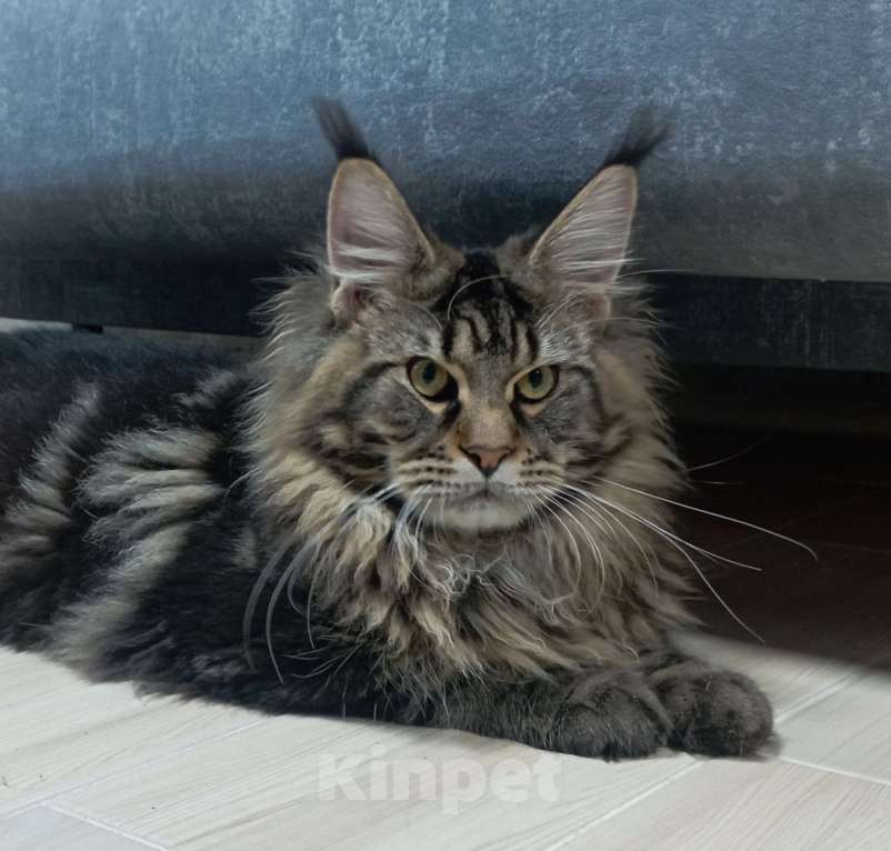 Кошки в Севастополе: Котёнок чёрный мрамор Мальчик, 65 000 руб. - фото 1