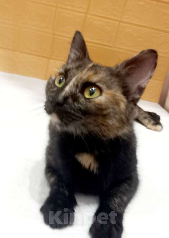 Кошки в Москве: Ласковая кошечка черепахового окраса- 1 год Девочка, 300 руб. - фото 7