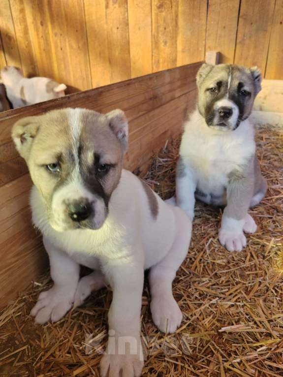 Собаки в других городах Тульской области: Щенки алабая  Девочка, 40 000 руб. - фото 9