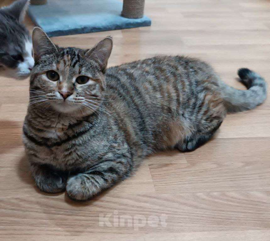 Кошки в Москве: Тоня с шелковой шубкой ищет дом Девочка, Бесплатно - фото 2