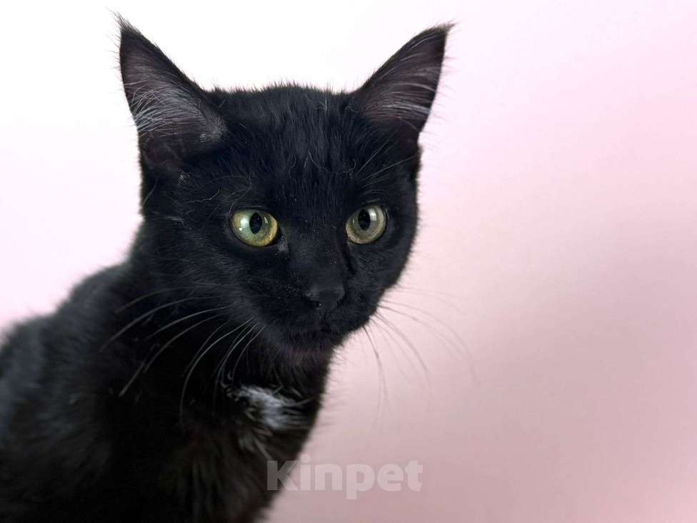 Кошки в Москве: Котенок Тося, 6 месяца в добрые руки. Девочка, Бесплатно - фото 1