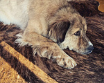 Собаки в Москве: Платон ищет дом Мальчик, Бесплатно - фото 5