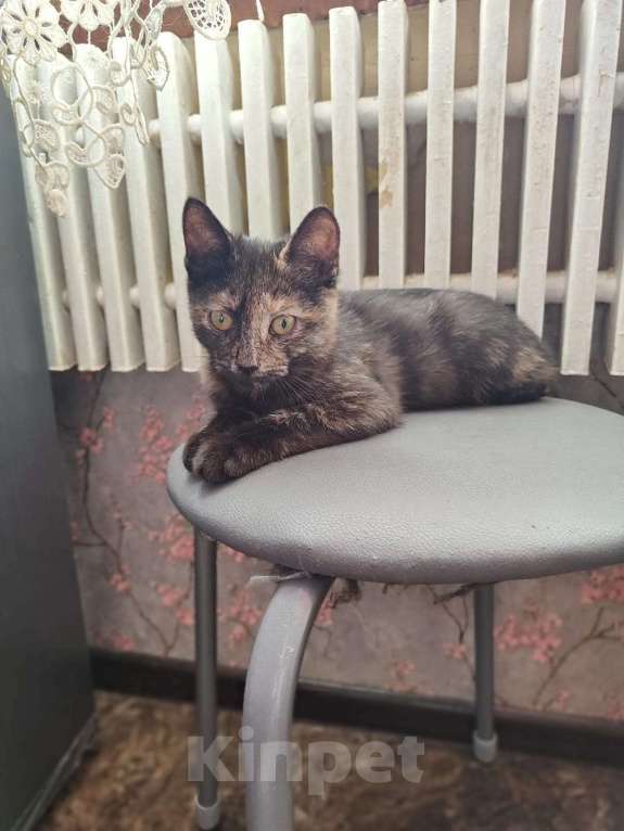 Кошки в Одинцово: котенок в добрые руки  Девочка, Бесплатно - фото 1