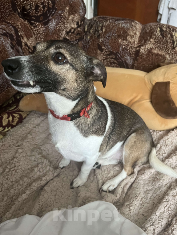 Собаки в Ульяновске: Девочка Джек Рассел терьер отдам в добрые руки Девочка, Бесплатно - фото 2