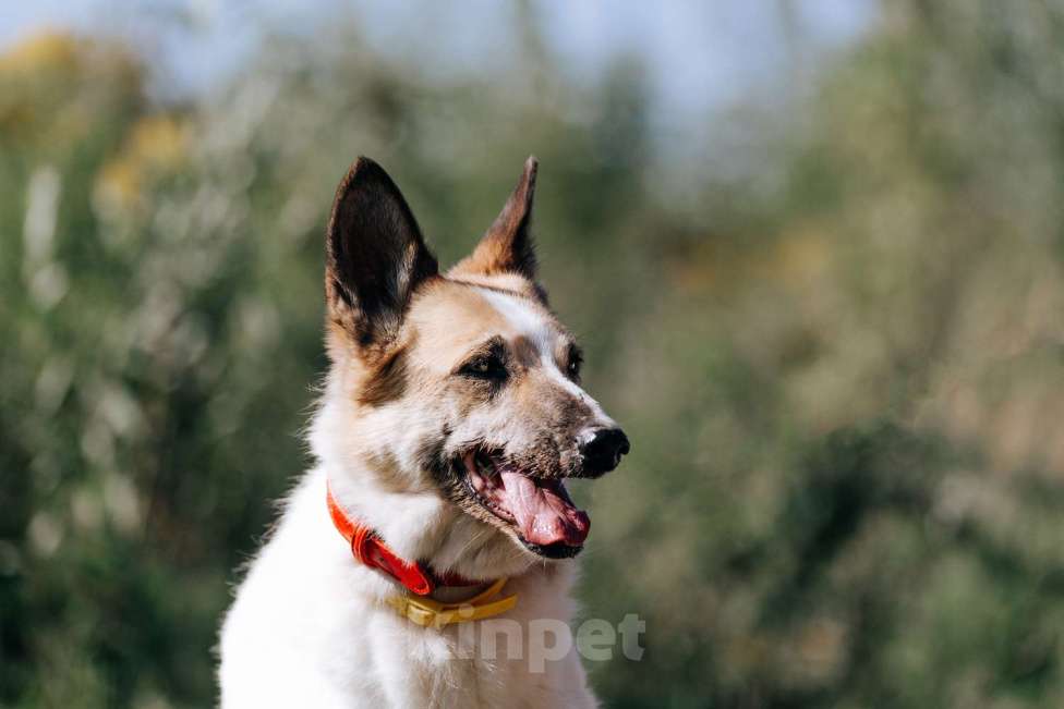 Собаки в Москве: Ириска Девочка, Бесплатно - фото 2