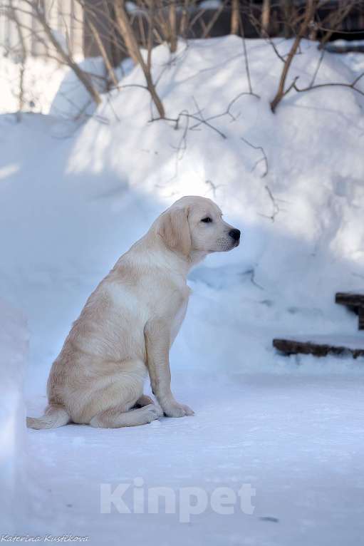 Собаки в Москве: Щенок лабрадора  Мальчик, 80 000 руб. - фото 2