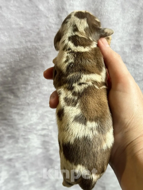 Собаки в Москве: Такса кроличья Разнополые, 70 000 руб. - фото 3