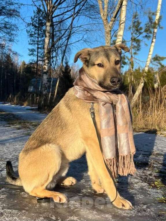 Собаки в других городах Московской области: Щенок в добрые руки  Мальчик, Бесплатно - фото 7