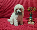 Собаки в Москве: Пудель миниатюрный белый Мальчик, 70 000 руб. - фото 1