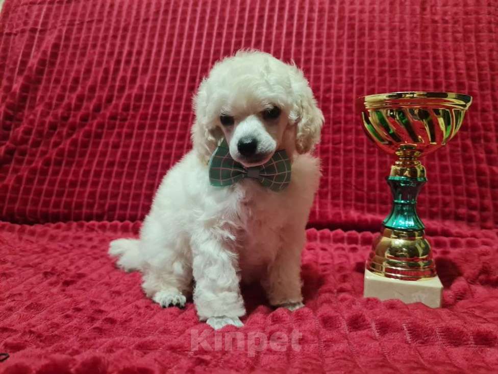 Собаки в Москве: Пудель миниатюрный белый Мальчик, 70 000 руб. - фото 1